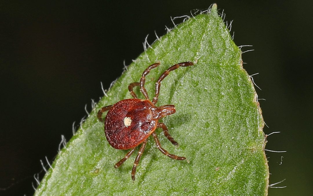 A tick-borne meat allergy is spreading: 3 stories you may have missed