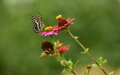 News spotlight: Climate change is killing pollen