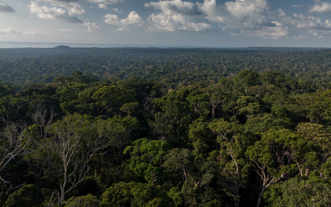 News spotlight: Record deforestation could forever transform the Amazon