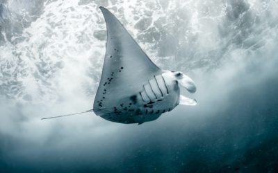 4 things we’ve discovered from tagging Indonesia’s mantas