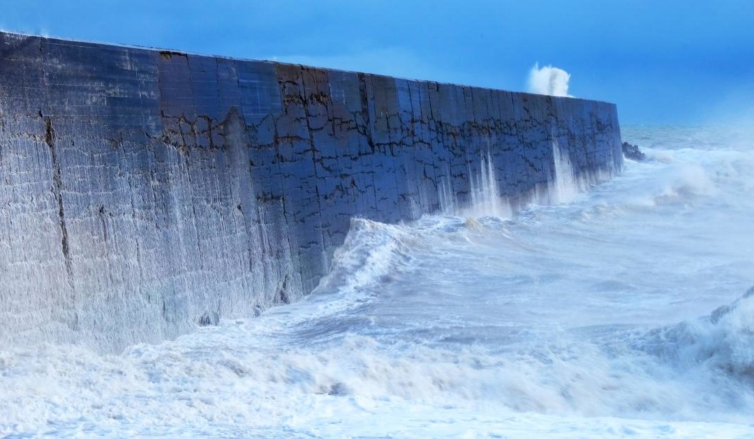 ‘Living seawalls’ prove eco-engineering’s sea legs are strong