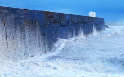 ‘Living seawalls’ prove eco-engineering’s sea legs are strong
