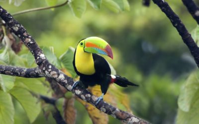 News spotlight: Earth’s most unique birds are also most likely to go extinct