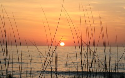 News spotlight: Gullah Geechee people look to nature to save their coastlines — and culture