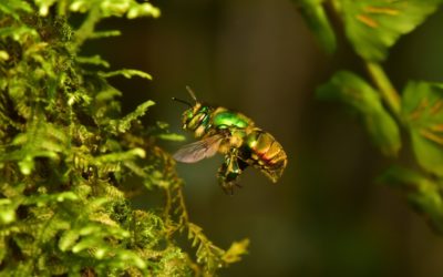 The buzz on climate change: It’s bad for bees