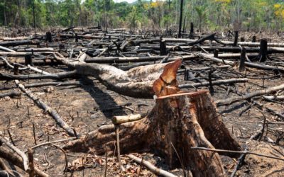 How SBTi could unlock billions of corporate dollars to protect forests