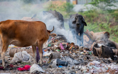 In Southern India, managing waste is a government failure