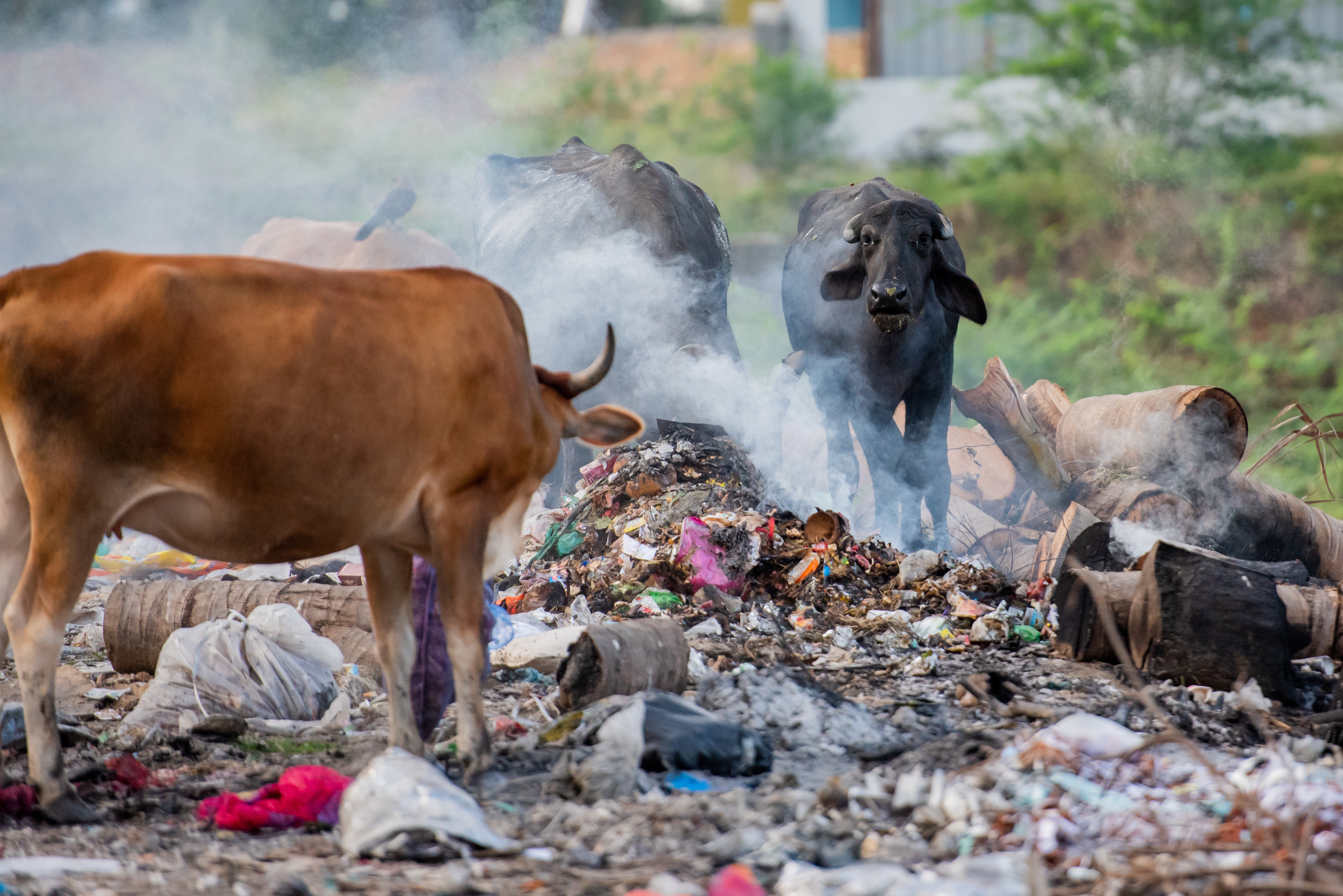 Cows and water buffalo in the middle of a city, eating trash.