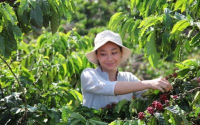 Nescafé unveils $1 billion regenerative coffee farming plan