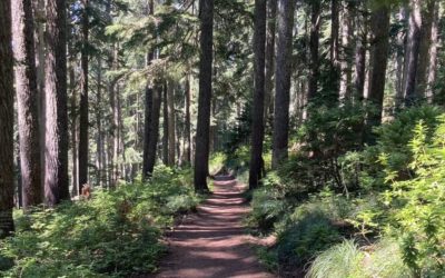 Forestry at a tech conference? How nature has become the most popular topic in tech