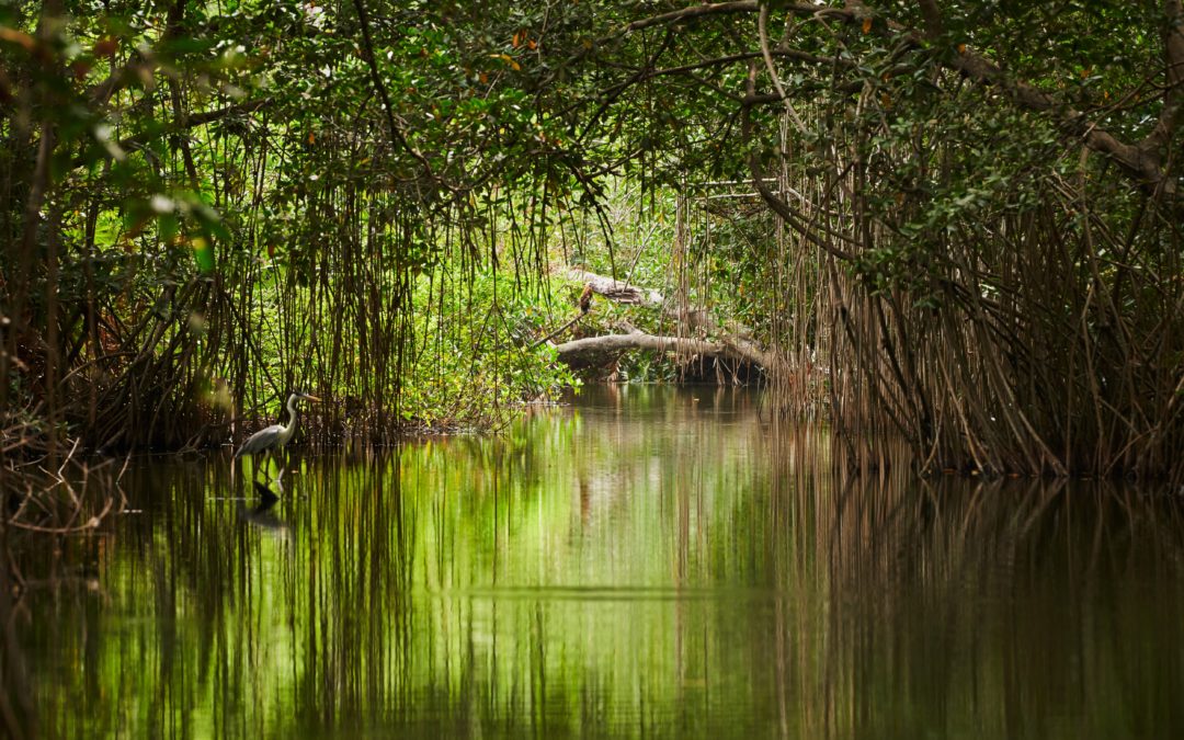 In Colombia, a new way to protect mangroves takes root