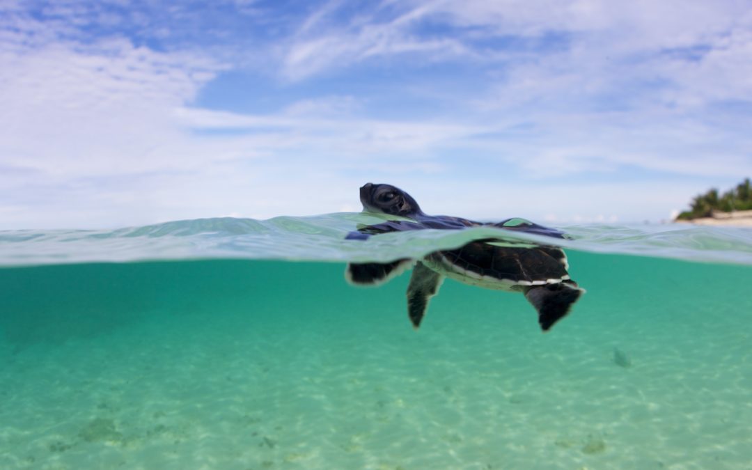 News spotlight: In the Philippines, a sea turtle sanctuary is threatened by climate change