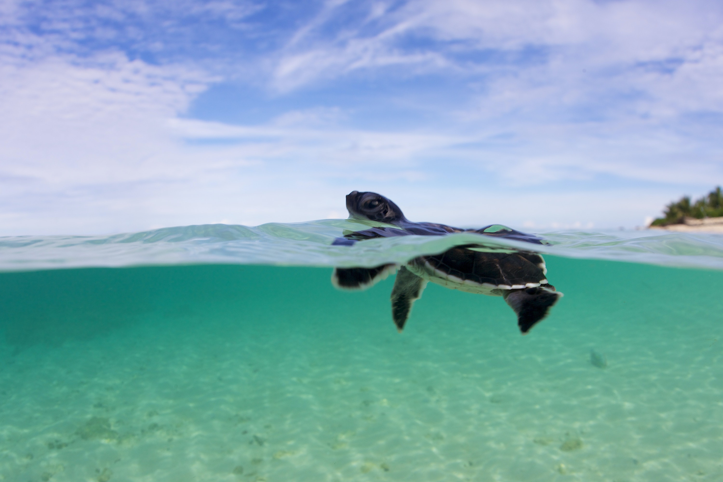 News spotlight: In the Philippines, a sea turtle sanctuary is 