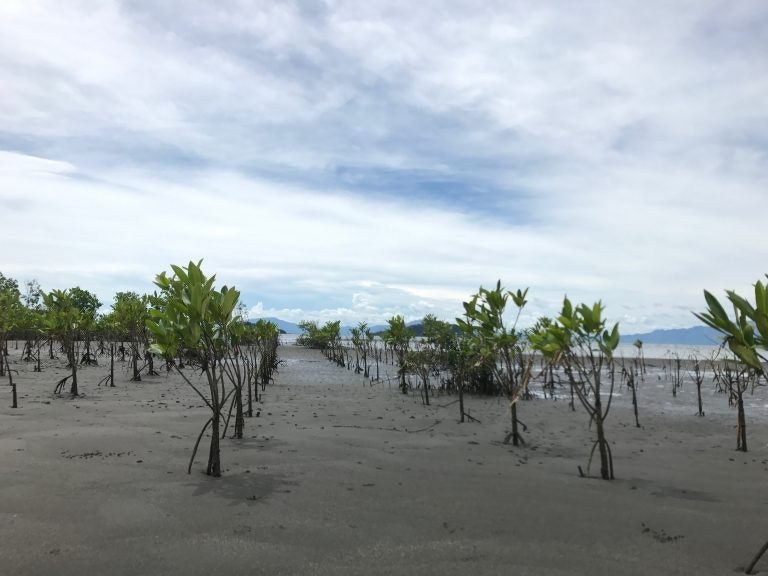 Silonay Mangrove Ecopark in Oriental Mindoro, Philippines