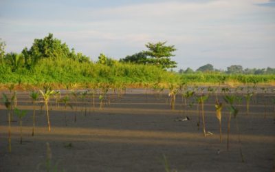 On a typhoon-swept island, one town rebuilds its coast guard: nature