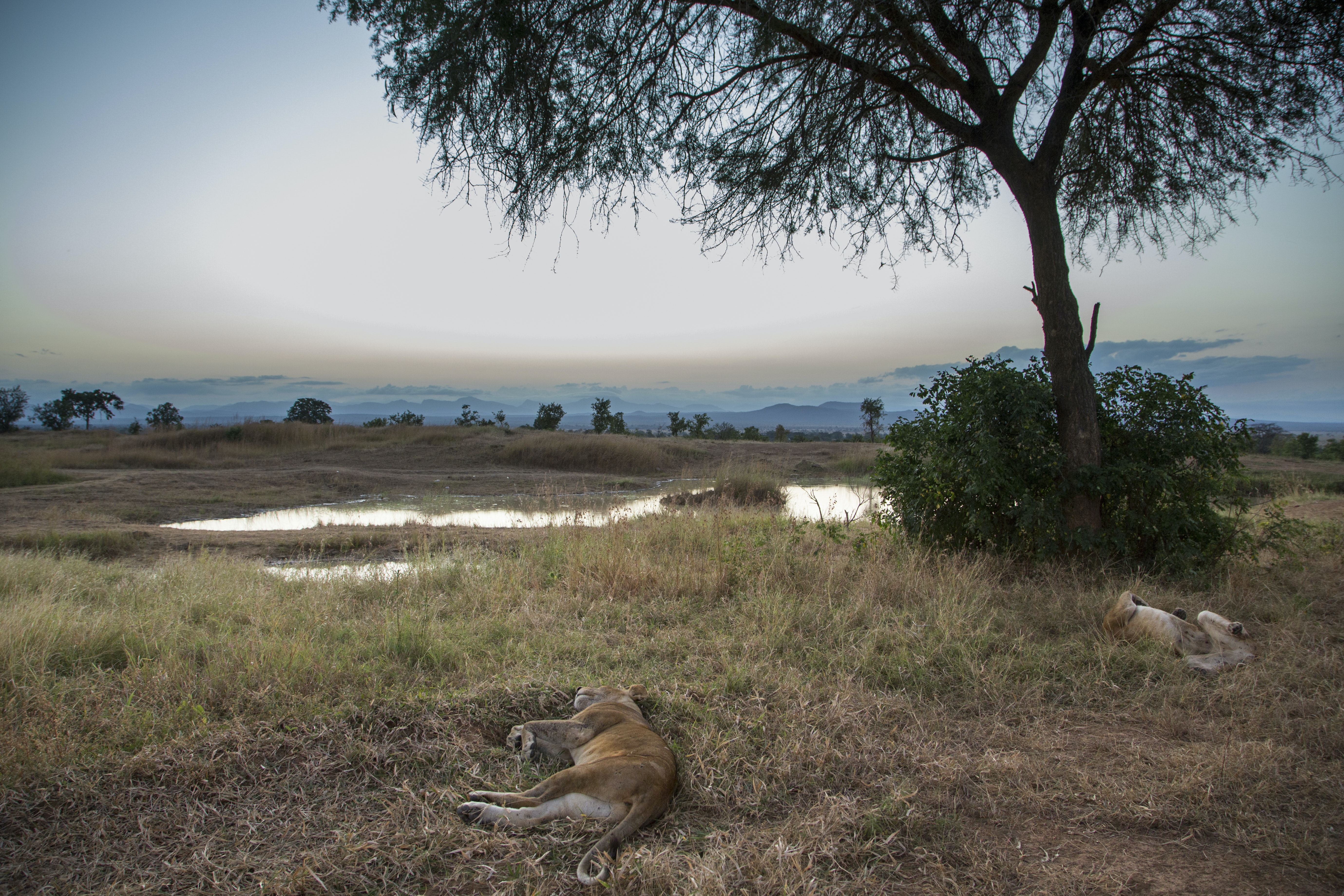 Lions in Tanzania