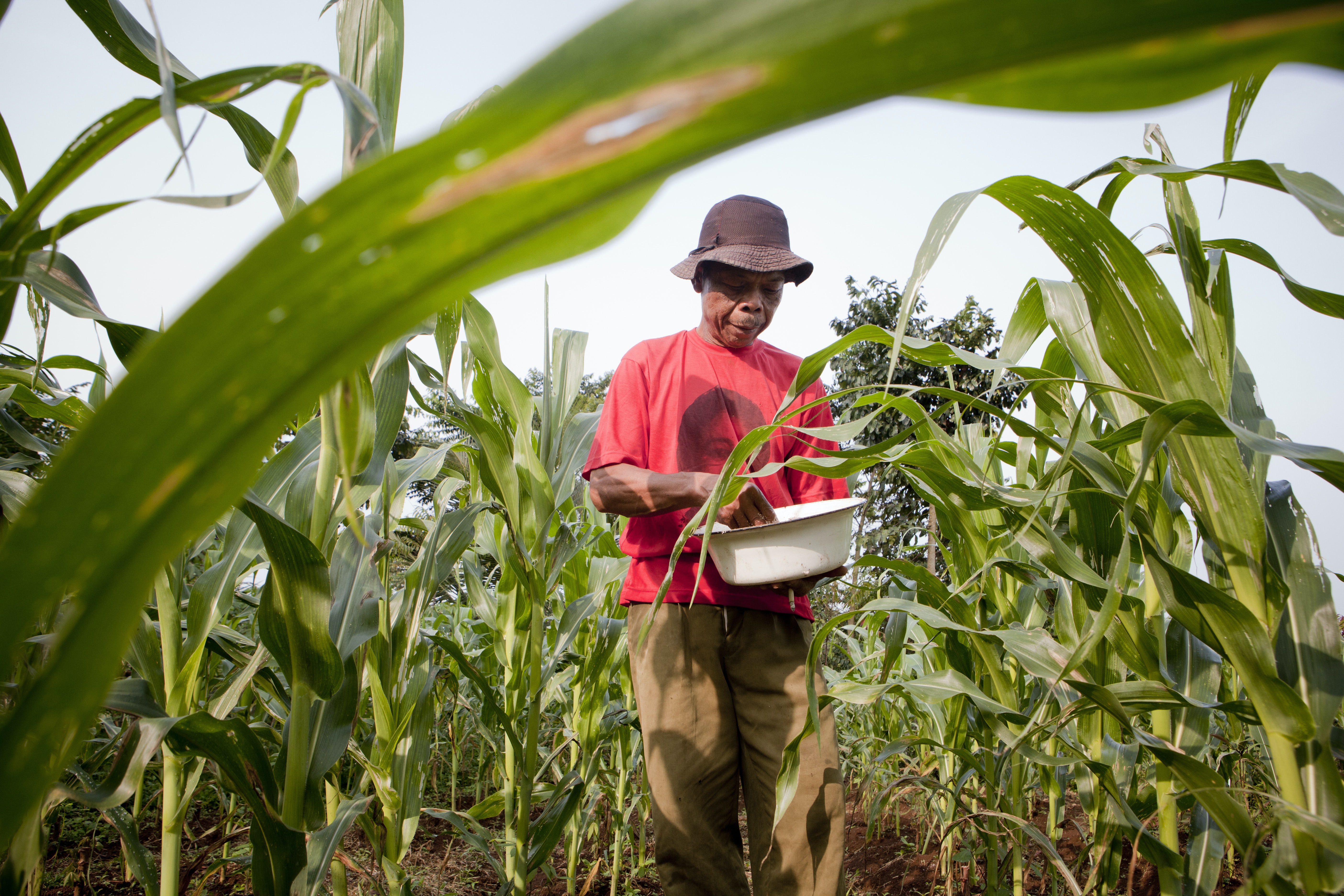 Local farmer plants crops near the Gunung.