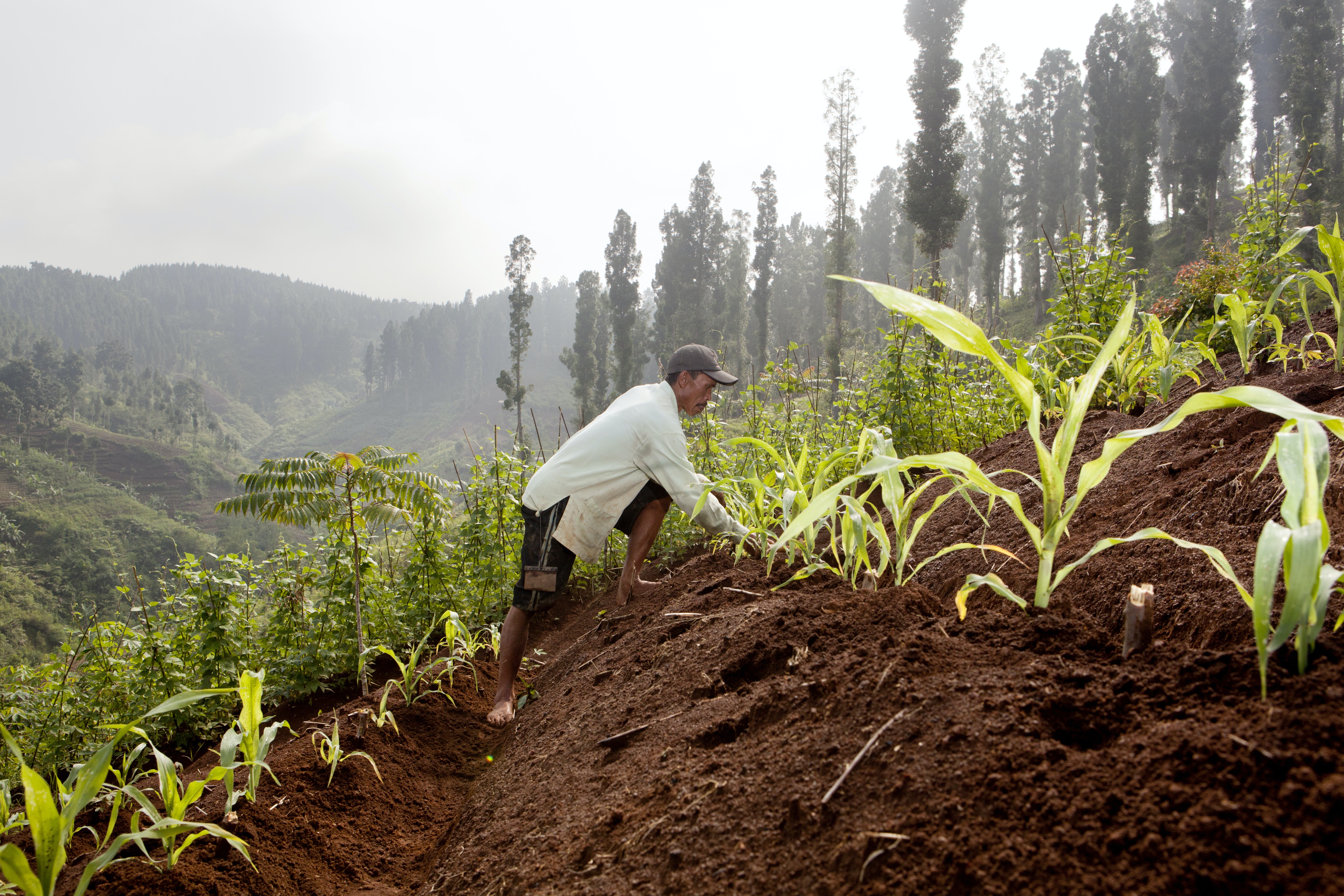 Local farmer plants crops in Gunung National Park in Indonesia.