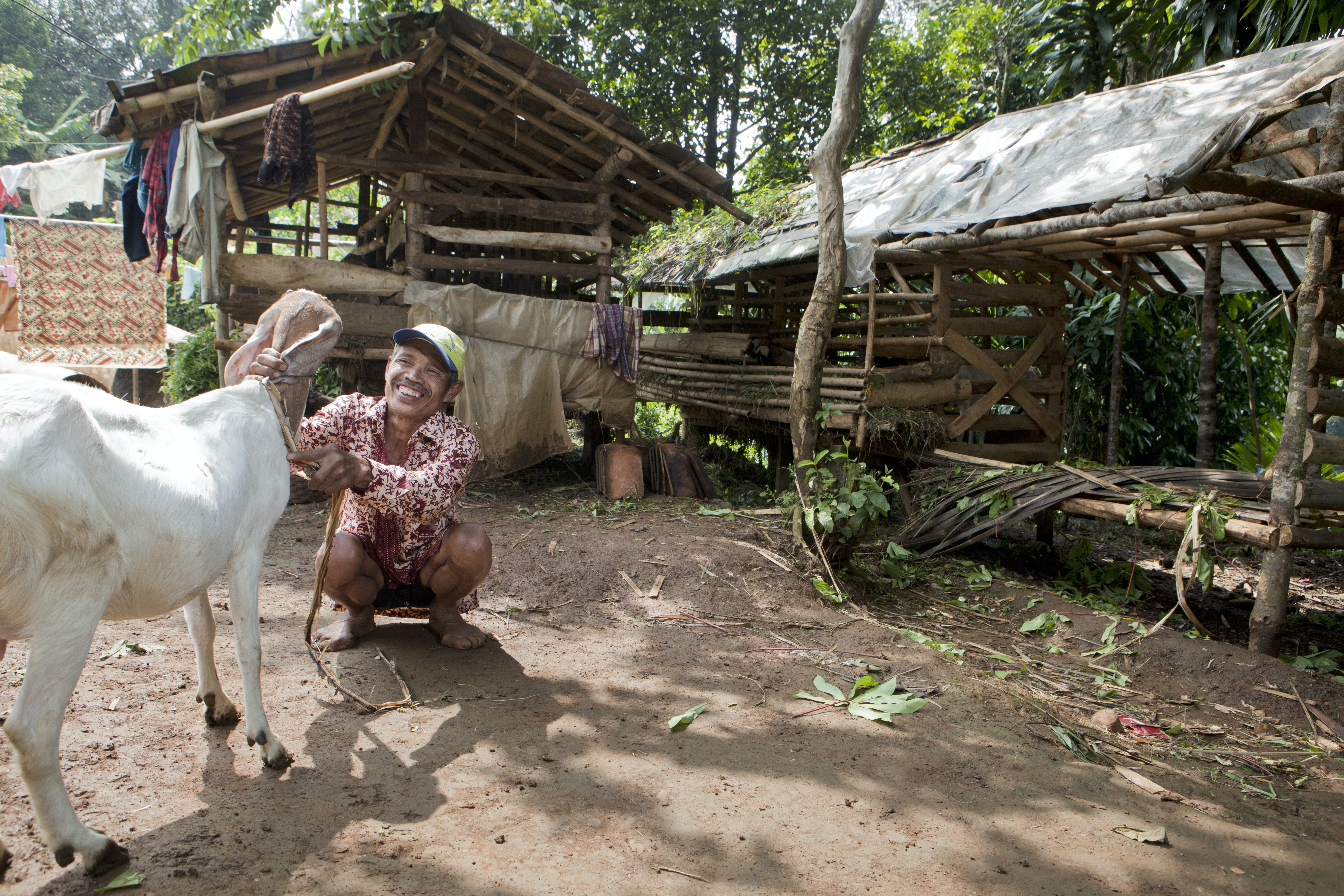 Goat farming near Gunung Gede Pangrango National Park